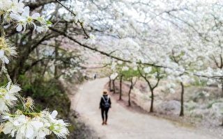 组图：台湾草岭石壁樱花季 青山坪农场赏樱