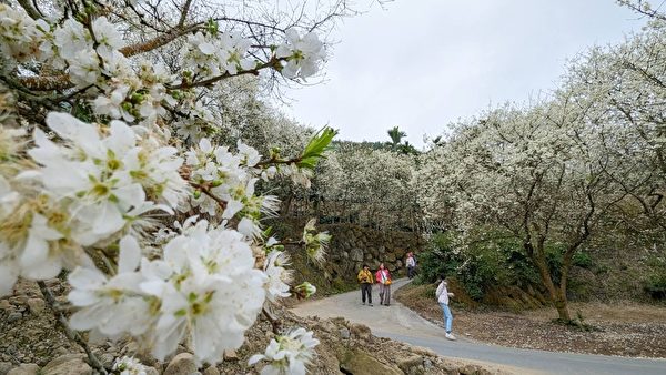 台湾草岭石壁樱花季 青山坪咖啡农场赏樱之美