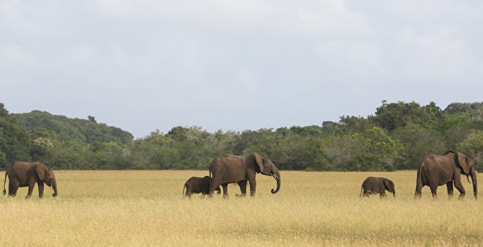 美中博弈新战线:非洲一海军基地