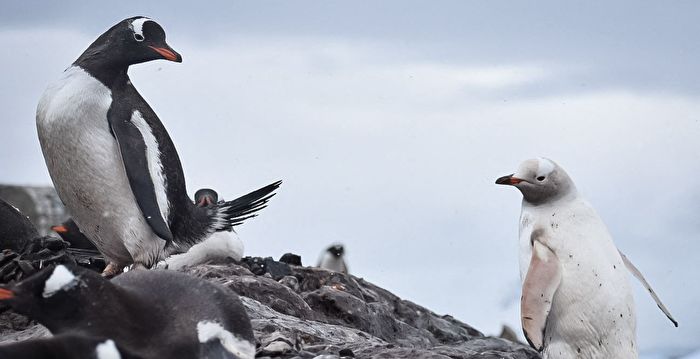 概率仅两万分之一 罕见白色企鹅现踪南极