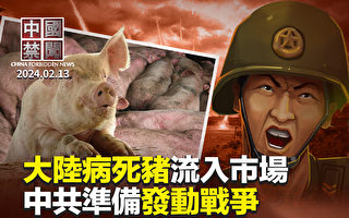 【中國禁聞】中國病死豬肉流入市場