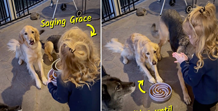 3岁童训练狗狗饭前先祷告谢恩 视频走红