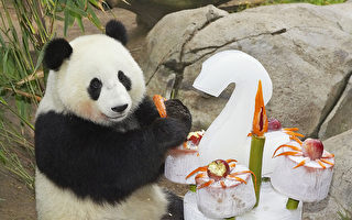 熊貓外交下大熊貓將再現聖地亞哥動物園