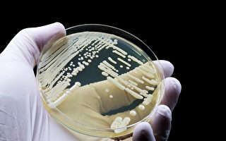 CDC警告 致命真菌耳念珠菌正威脅全球健康