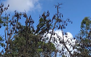 南澳蝙蝠数量剧增 导致随机停电频发