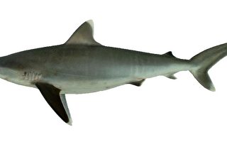 鲨鱼及其产制品贸易限制 业者应依规定办理