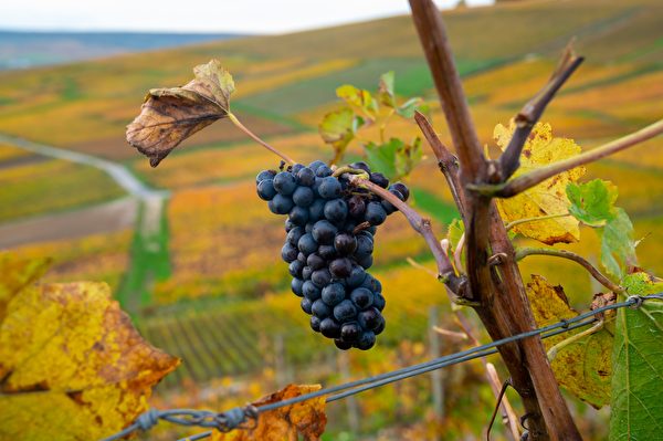 Ripe Clusters Of Pinot Meunier Wine Grapes In Autuimn On
