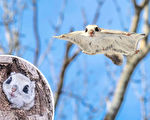 组图：滑翔在树林间的日本飞鼠 萌度爆表