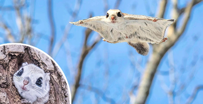 组图：滑翔在树林间的日本飞鼠 萌度爆表