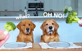 金毛猎犬试吃食物的滑稽模样令人忍俊不禁