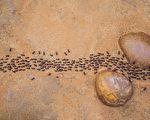 澳洲袋鼠岛蚂蚁会集体“装死”以躲避危险