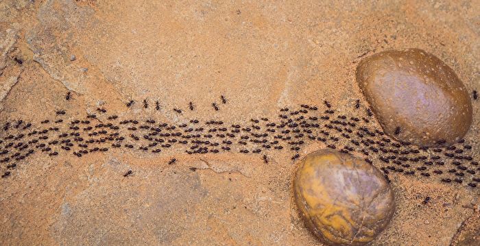 澳洲袋鼠岛蚂蚁会集体“装死”以躲避危险