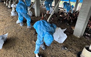 东势乡土鸡场发生H5N1禽流感疫情