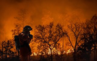 新澤西州計劃定點燒毀森林土地 降低野火風險