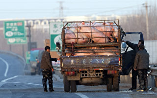 「豬周期」被打破 中國豬企度日艱難