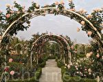 组图：台湾最大法式玫瑰庄园 壮观美丽