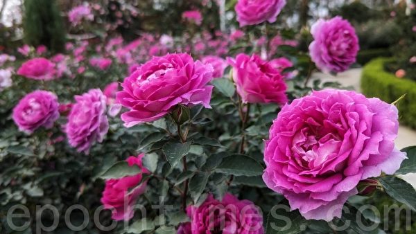 组图：台湾最大法式玫瑰庄园 花开得壮观美丽