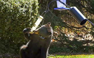 居民謹防餓熊覓食 首要移除餵鳥器