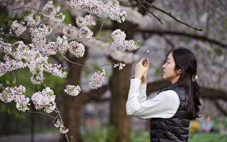中央公园樱花提前绽放 引领纽约春日序章