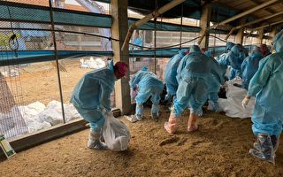 台西鄉1土雞場  發生H5N1禽流感疫情