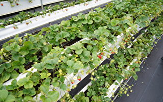 草莓高架栽培管理好处多　少虫害、产量增