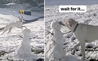 狗狗第一次看到雪人惊讶不已 反应很搞笑
