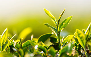 來一杯日本特別的有機綠茶 Jade Leaf有優惠