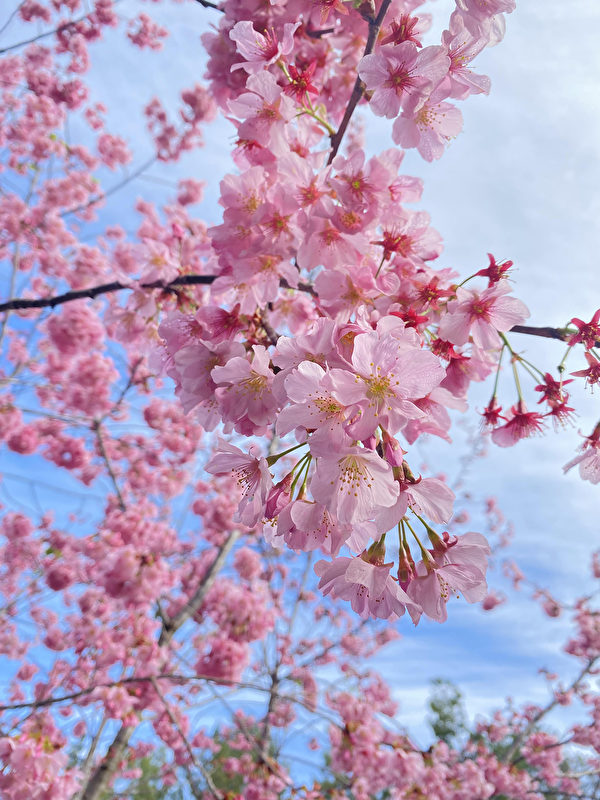 日本友谊花园樱花正盛开