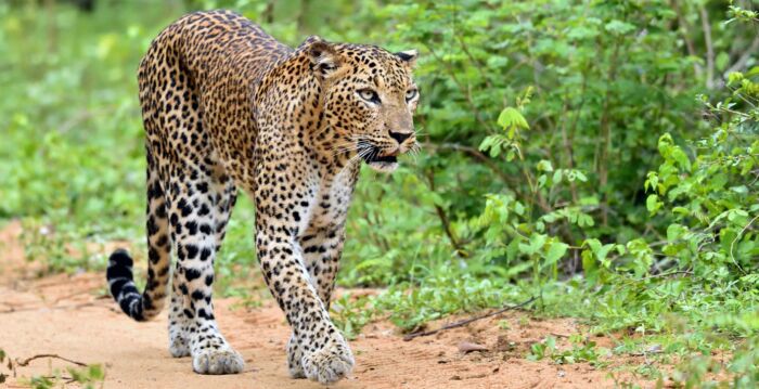 To protect the cubs, the mother leopard fought hard with the attacking lion |