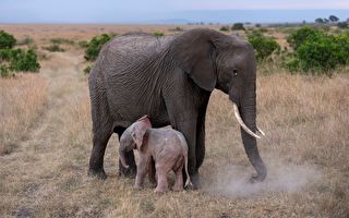 万分之一概率 罕见粉色小象现踪南非公园