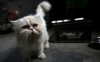 上海男子踩流浪貓摔傷 投餵者被判賠24萬惹爭議