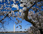 慶美建國250周年 日本向華盛頓贈250棵櫻花樹