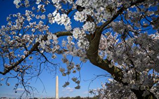 庆美建国250周年 日本向华盛顿赠250棵樱花树