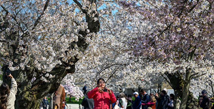 组图：美国华府樱花盛开 游客徜徉花海留影