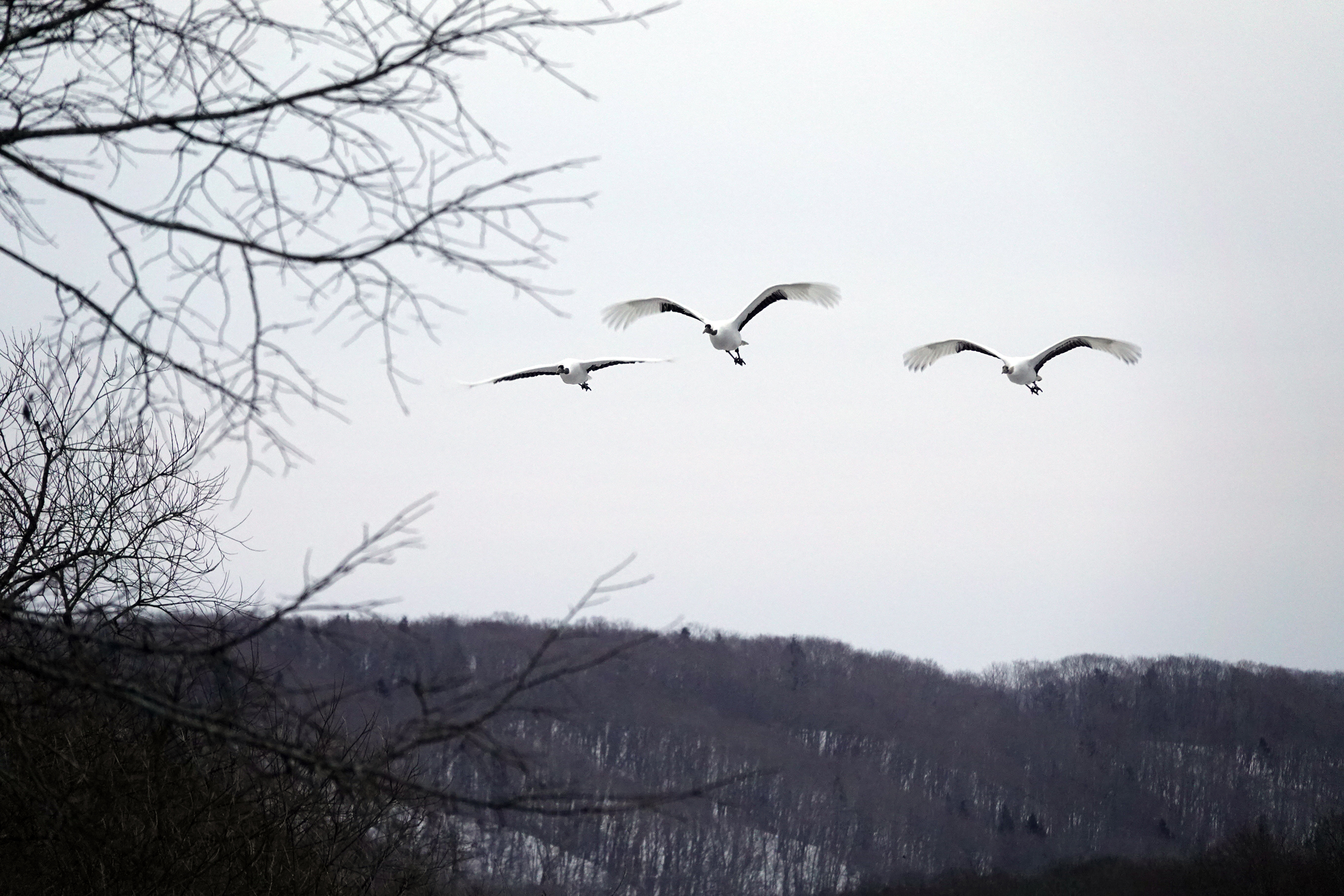 貪婪 謀私 意思 (98) 사진