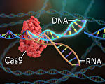 英美相繼批准首個基因編輯治療方法