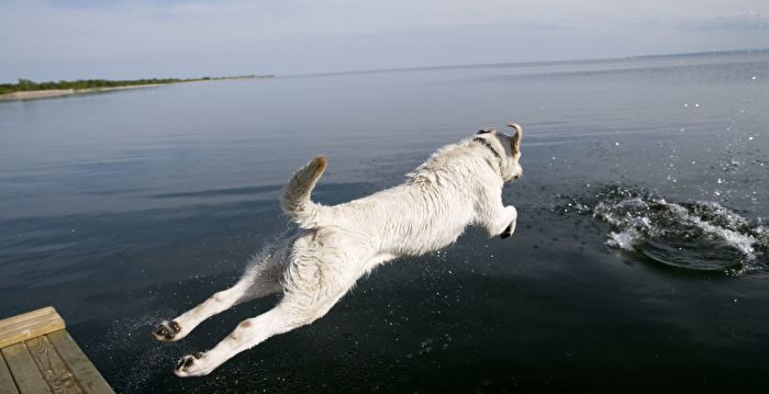 感动！主人跳水游泳 狗狗误会急忙下水营救