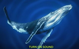深海中鲸鱼的神秘歌声 科学家探秘