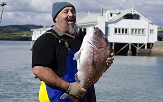 新西兰政府放宽了部分商业渔业的捕捞限额