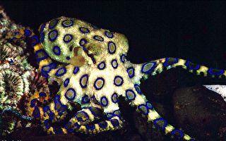 悉尼热门海滩浴场惊现剧毒蓝环章鱼