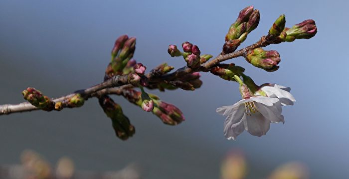 日本东京樱花终于绽放 创10年来最晚开花