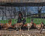维州第四家养鸡场爆发禽流感疫情