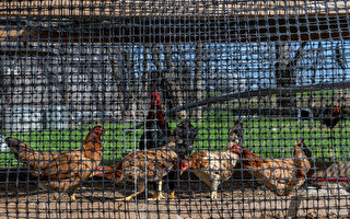 应对禽流感 德州一养殖场将扑杀近200万只鸡
