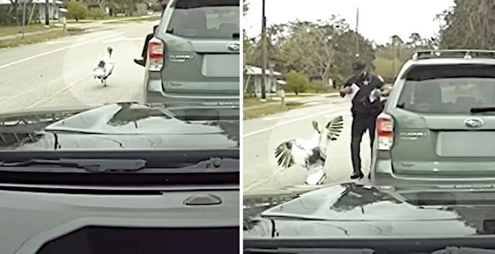 搞笑视频：一只火鸡攻击了正在执勤的交警