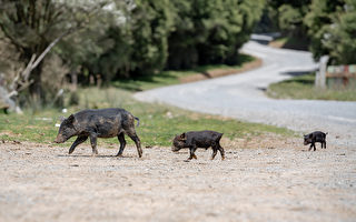 美國猶他州3隻小豬逛大街 遭警察「逮捕」