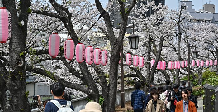 为何京都樱花吸引大批外国人 日本人却减少