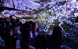 组图：东京樱花终于盛开 赏樱胜地人潮如织