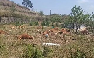雲南養殖場27頭黃牛一夜之間死亡 死因不明