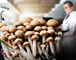 科学家发现蘑菇会用类似英文的语言交流