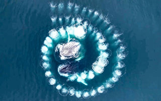 罕见画面 座头鲸吹出“完美螺旋状气泡”捕食